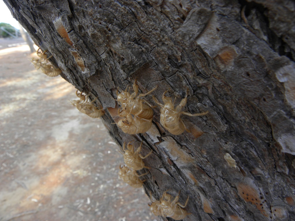 Exuvia di cicala: Sicilia