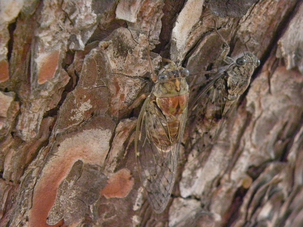 Exuvia di cicala: Sicilia