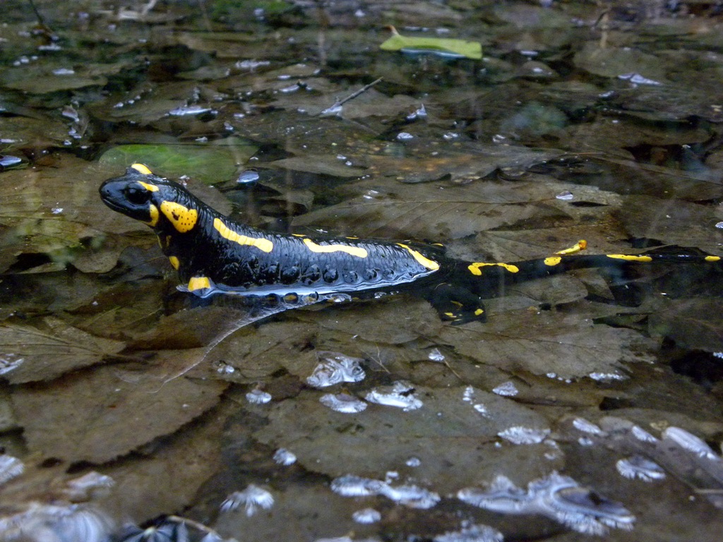 la salamandra pezzata e l''acqua