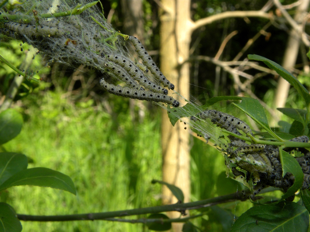 Piccoli bruchi del corbezzolo