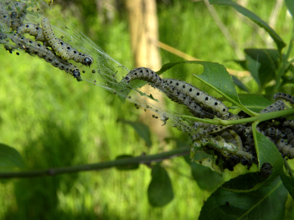 Piccoli bruchi del corbezzolo