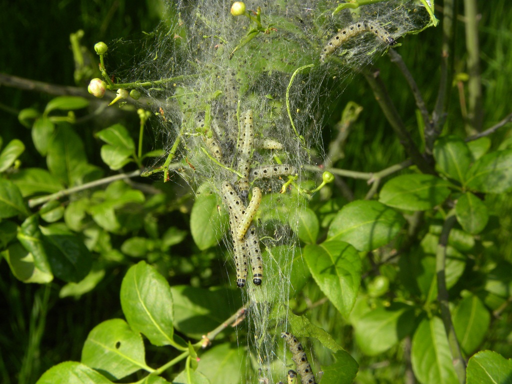 Piccoli bruchi del corbezzolo