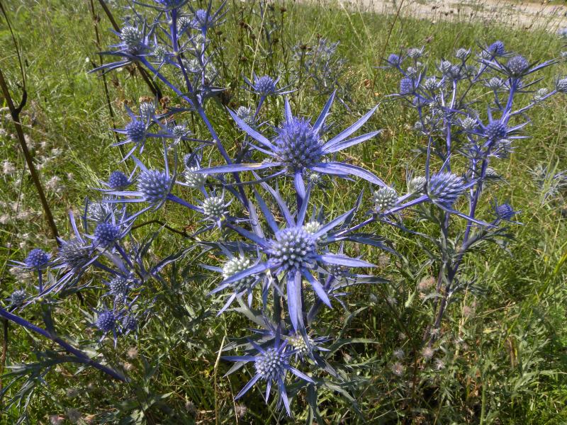 Eryngium maritimum con foglie violacee