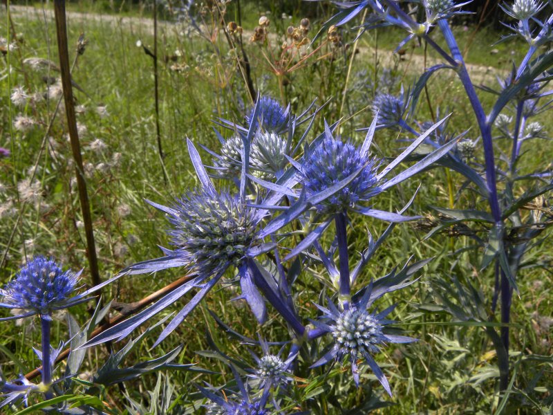 Eryngium maritimum con foglie violacee