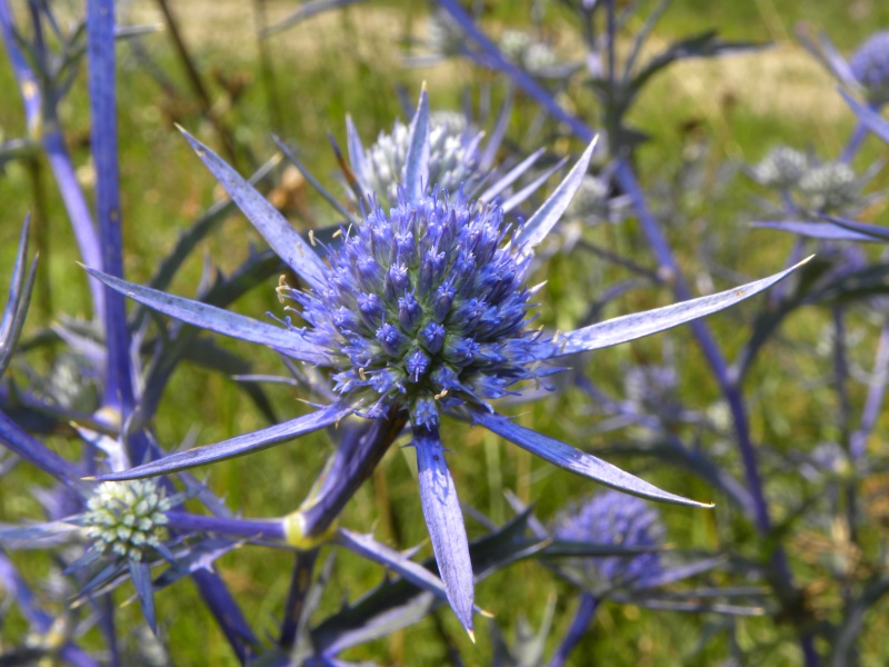 Eryngium maritimum con foglie violacee