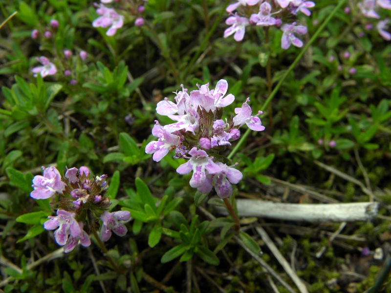 Thymus pulegioides / Timo goniotrico