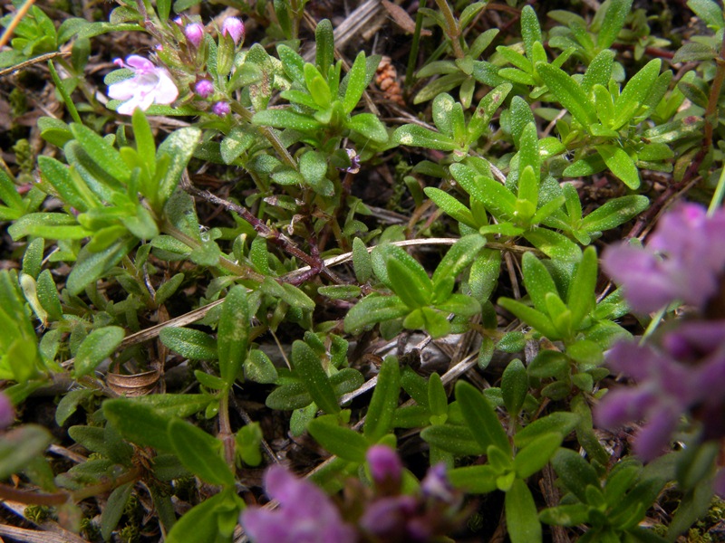 Thymus pulegioides / Timo goniotrico