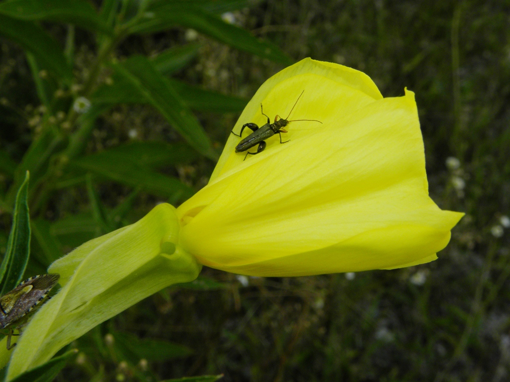 Oedemera cfr flavipes