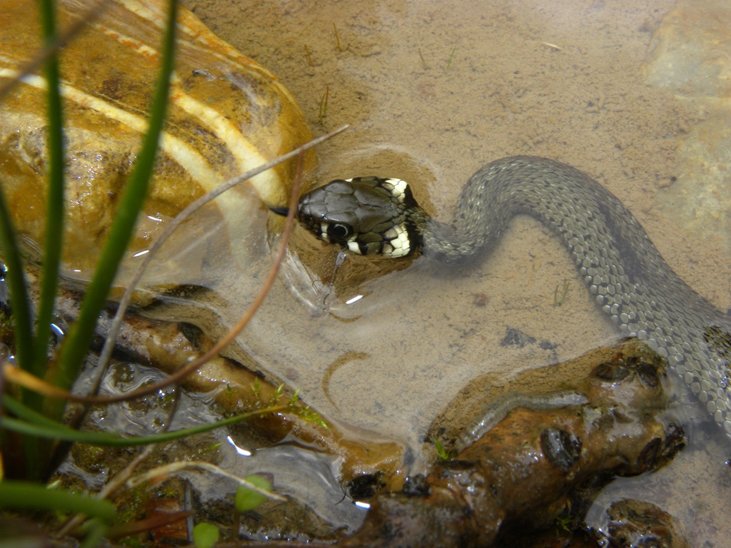 Natrix natrix ingolla un girino.