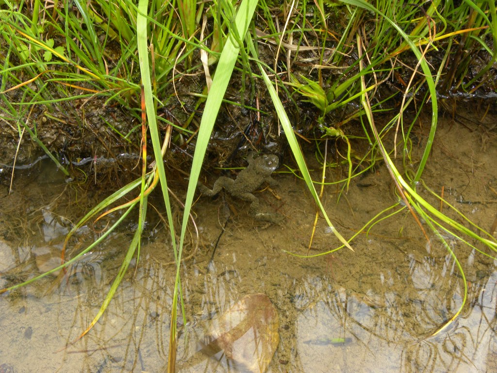 Natrix natrix ingolla un girino.