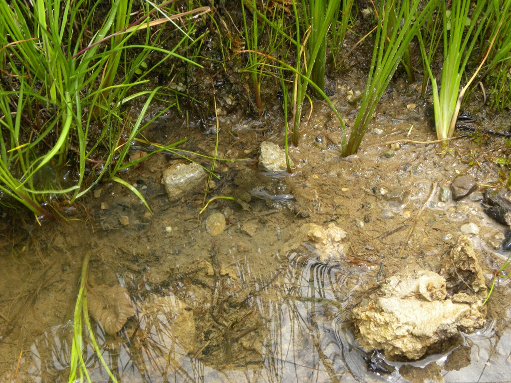 Natrix natrix ingolla un girino.