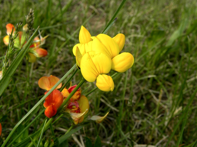 Conferma det. - Lotus gr. corniculatus