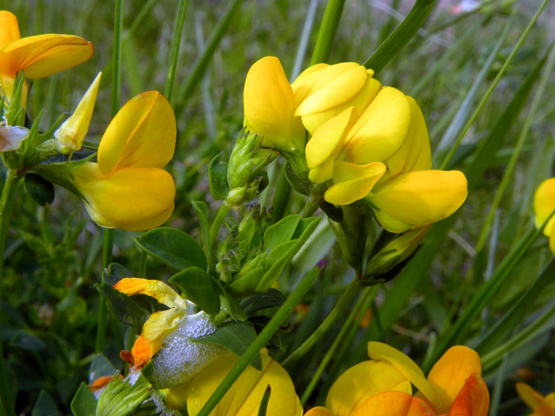 Conferma det. - Lotus gr. corniculatus