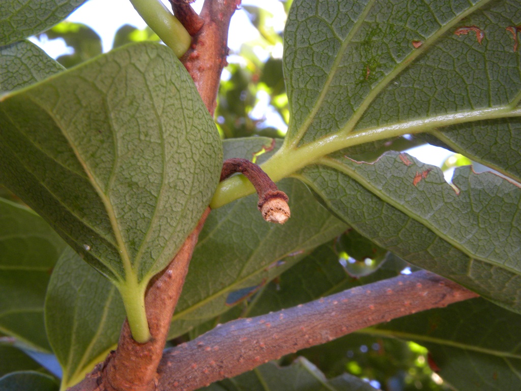 Noce selvatica?! Diospyros non risolto