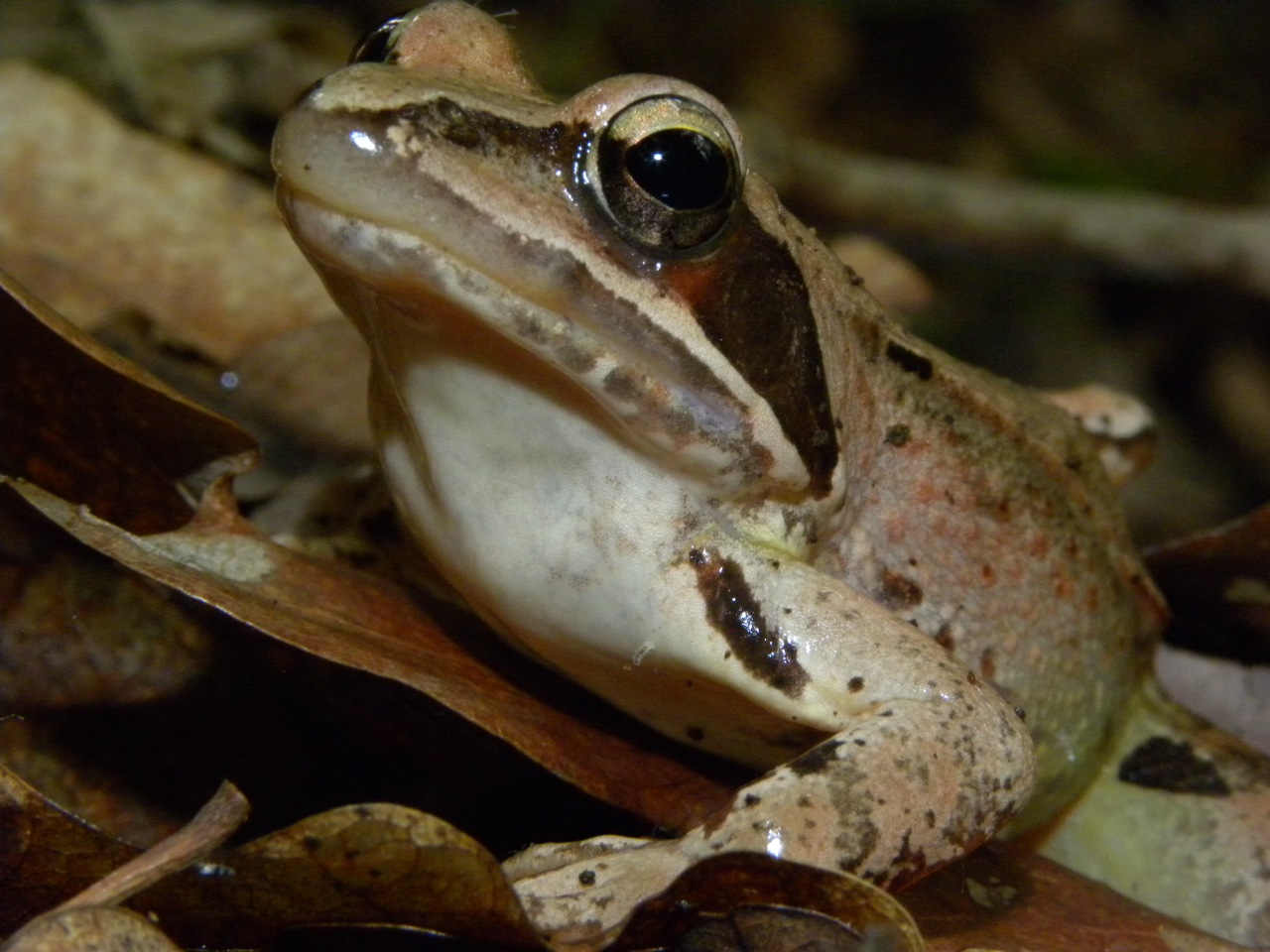 Identificazione Rana - Rana dalmatina