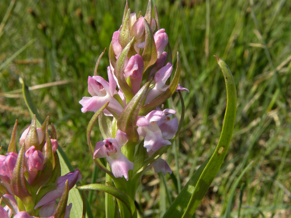 Dactylorhiza maculata  fuchsii ID ?