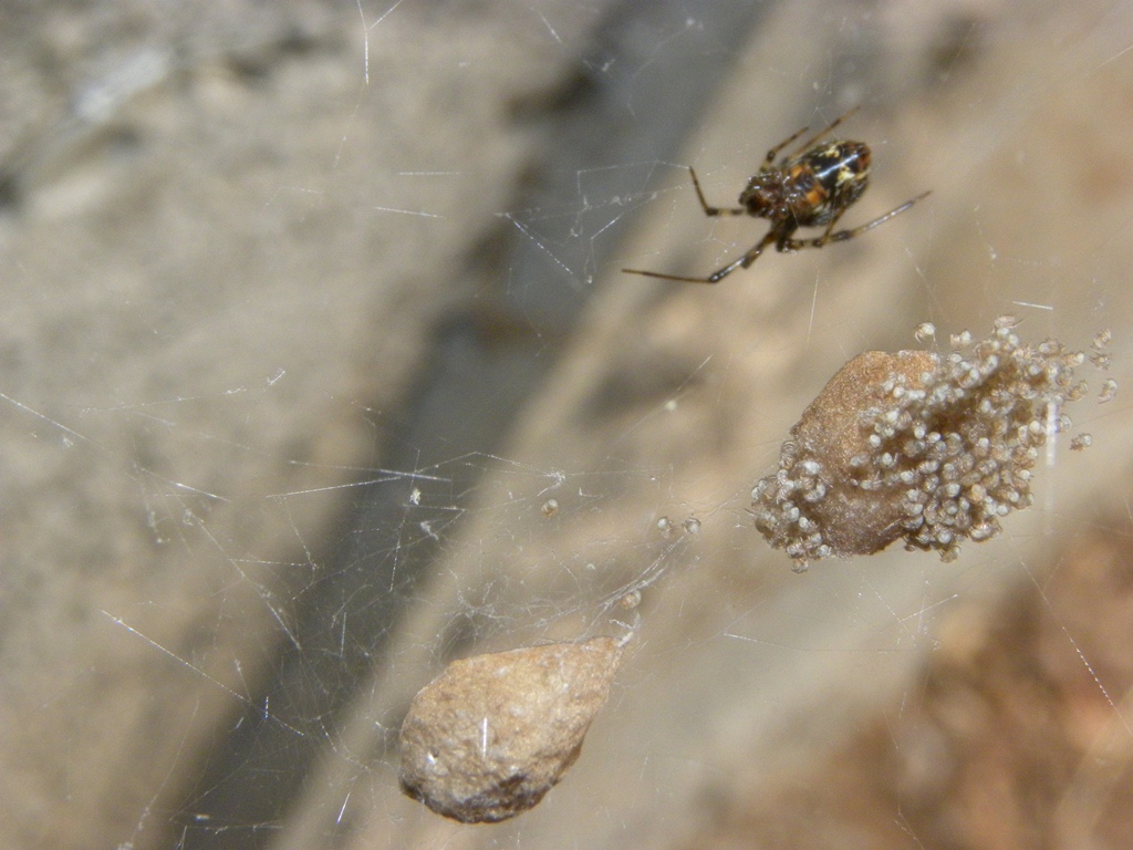 Parasteatoda sp.