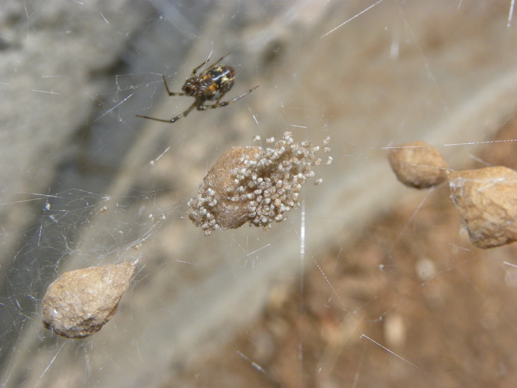 Parasteatoda sp.