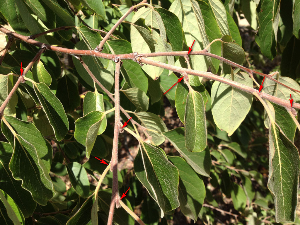 Noce selvatica?! Diospyros non risolto