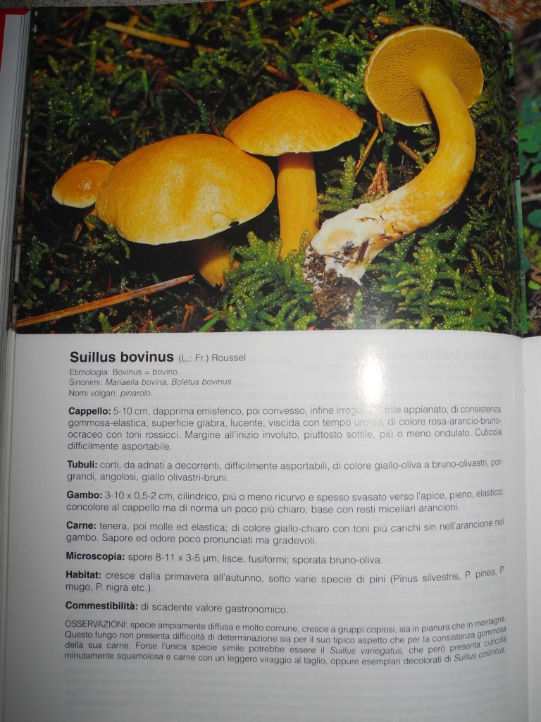 Suillus Bovinus?