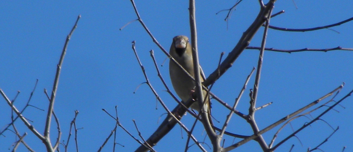 Coccothraustes coccothraustes (Frosone)?