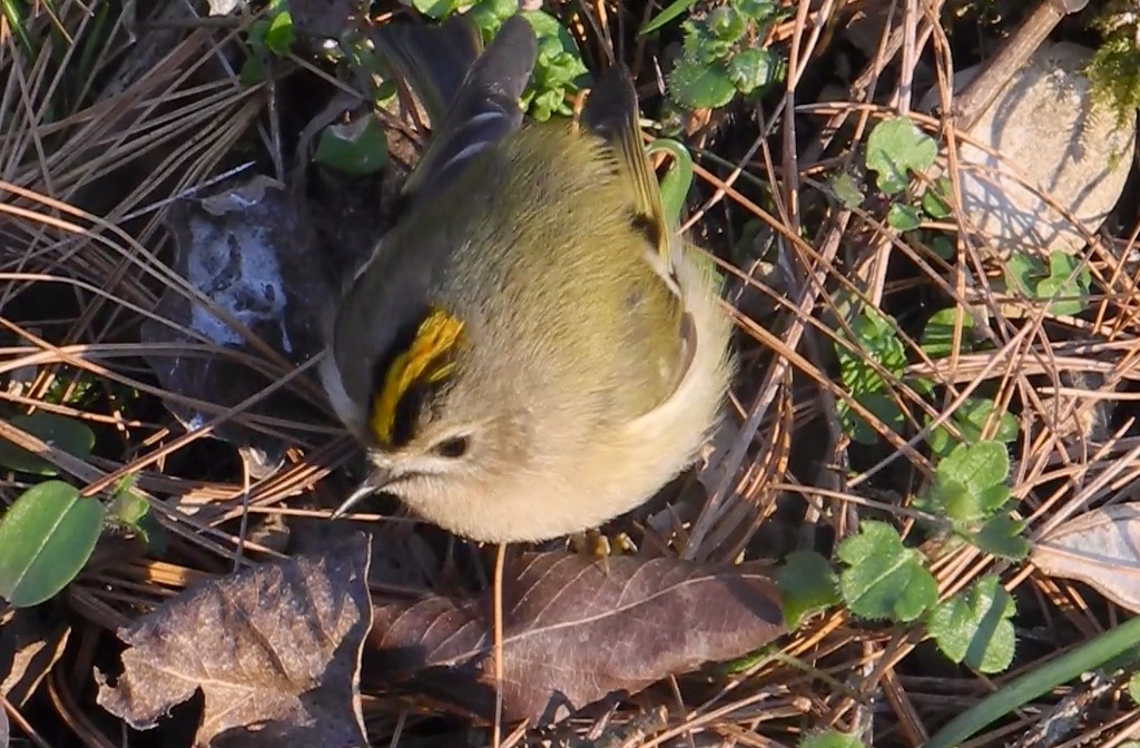 Regulus regulus (Regolo comune)