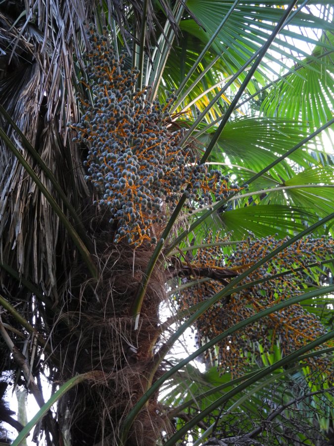 Erba insolita: Trachycarpus fortunei