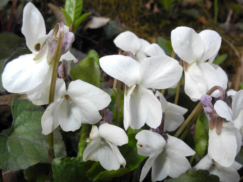 Viola alba