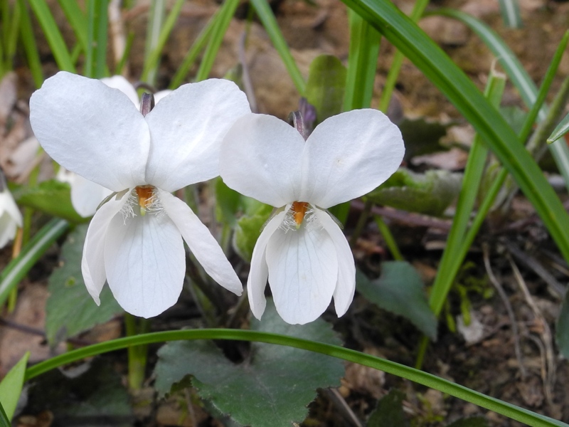 Viola alba / Viola bianca