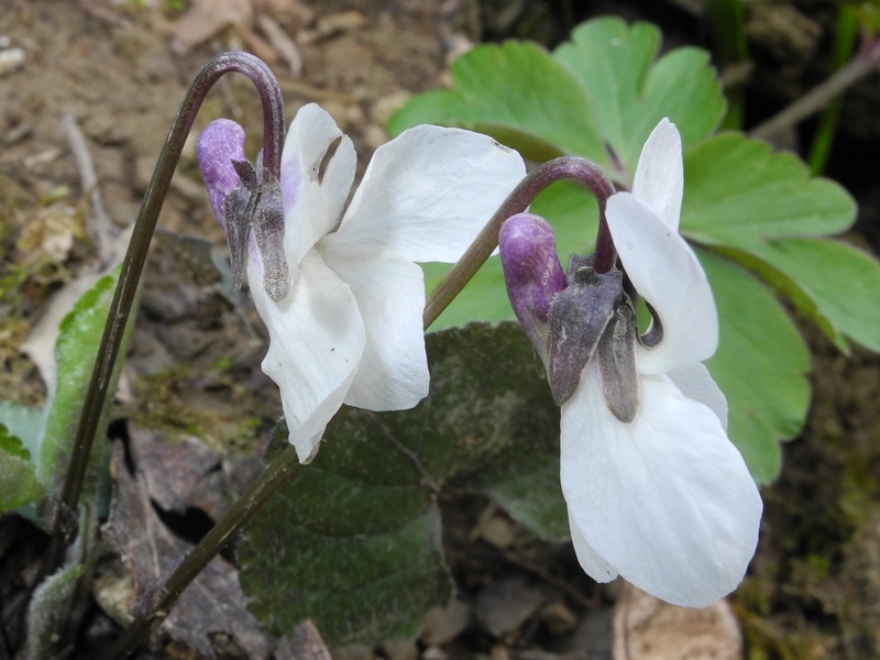 Viola alba / Viola bianca