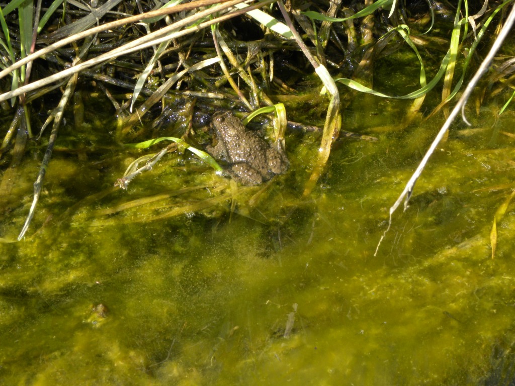 Qualche timido risveglio dal Friuli