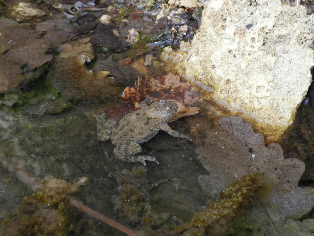 Qualche timido risveglio dal Friuli