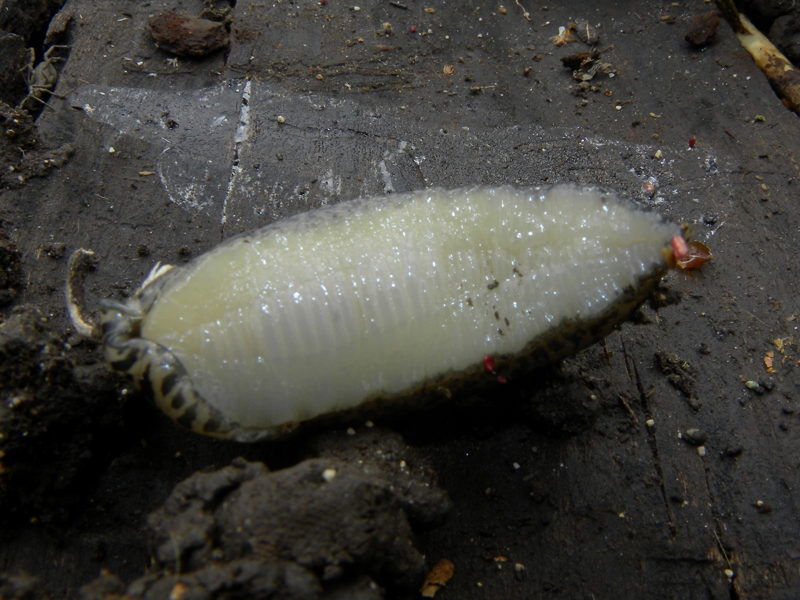 Limax maximus da Codroipo (UD)