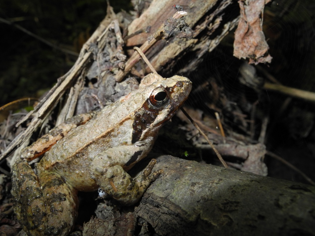 Rana latastei?