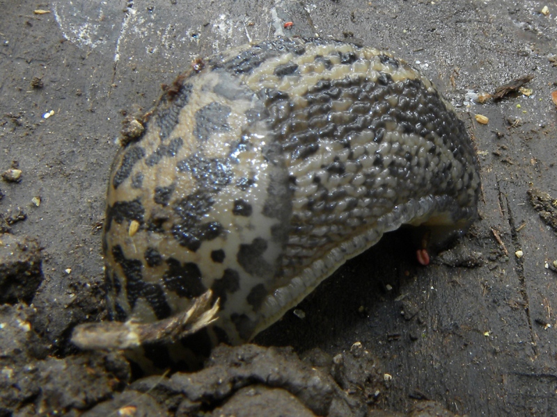 Limax maximus da Codroipo (UD)