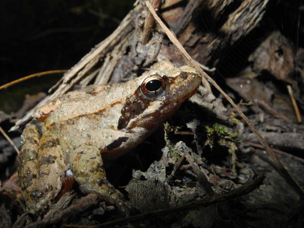 Rana latastei?