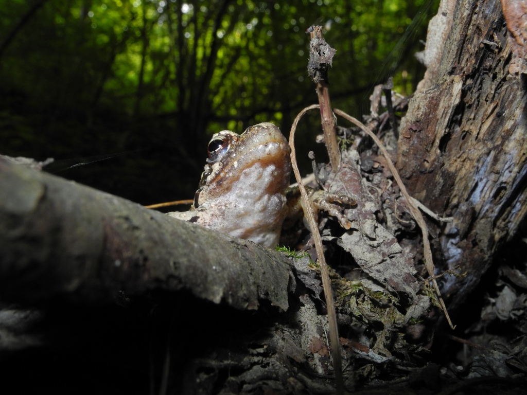 Rana latastei?