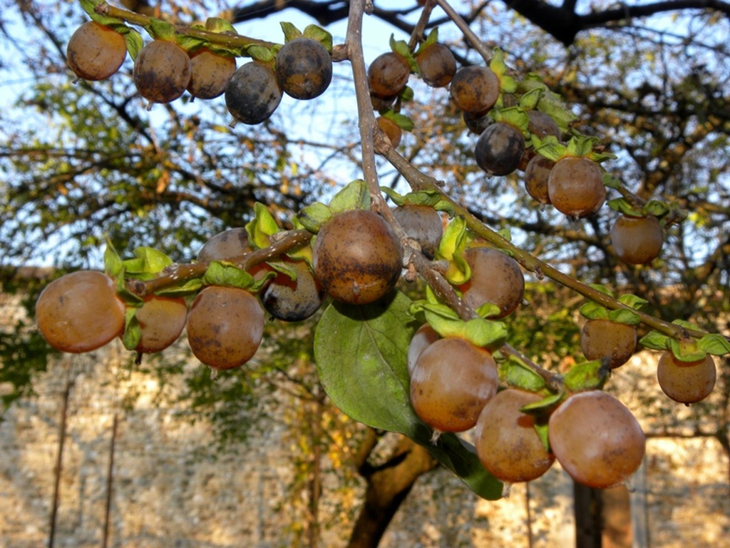 ricerca diospyrus lotus