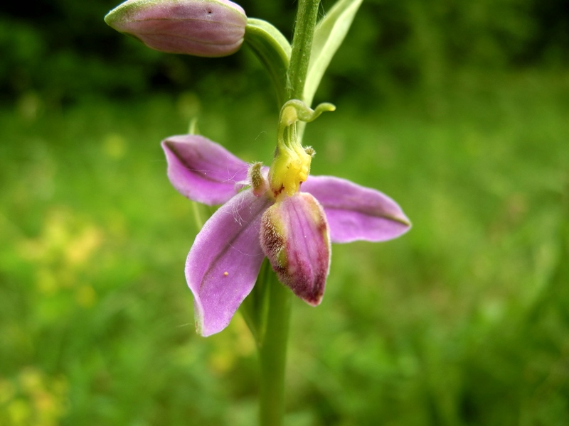 Ophrys apifera var. tilaventina