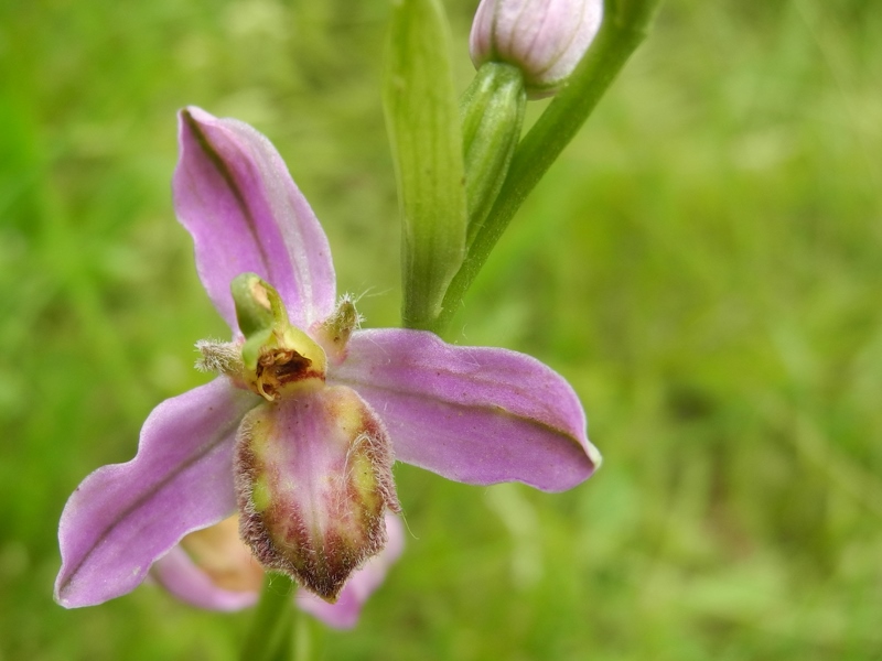 Ophrys apifera var. tilaventina