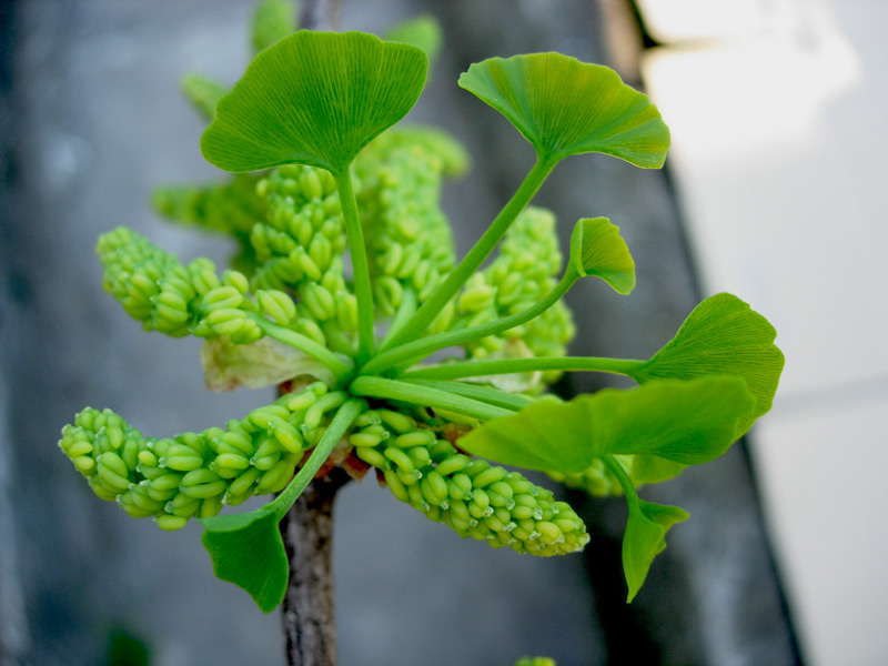 Ginkgo biloba?   S