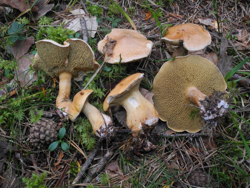 Suillus Bovinus?