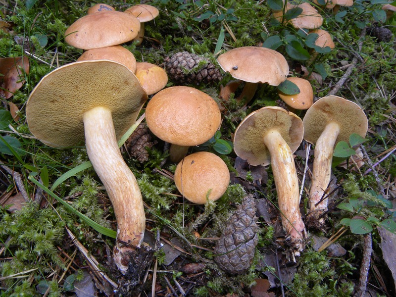 Suillus Bovinus?