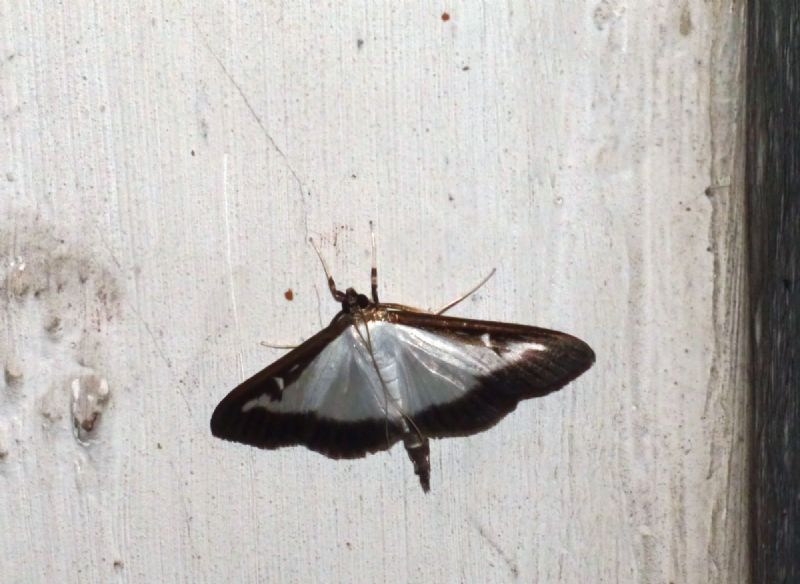 Cydalima perspectalis Crambidae