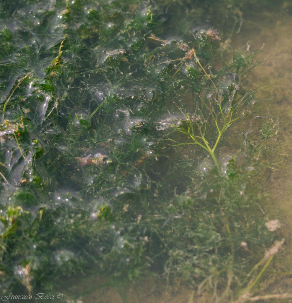 Ranunculus (subgen. Batrachyum) sp.