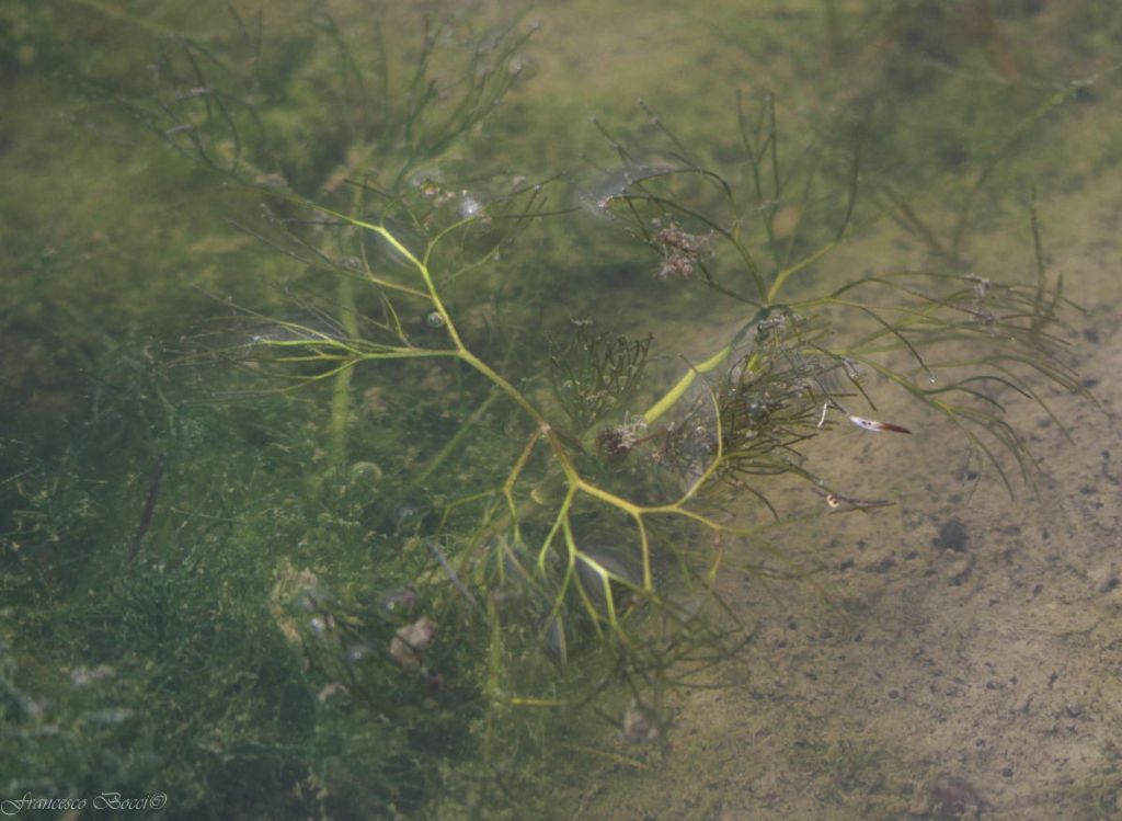 Ranunculus (subgen. Batrachyum) sp.