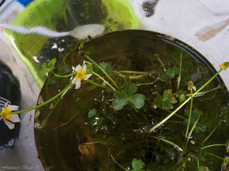 Ranunculus (subgen. Batrachyum) sp.