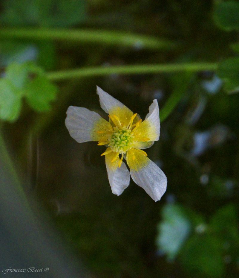 Ranunculus (subgen. Batrachyum) sp.