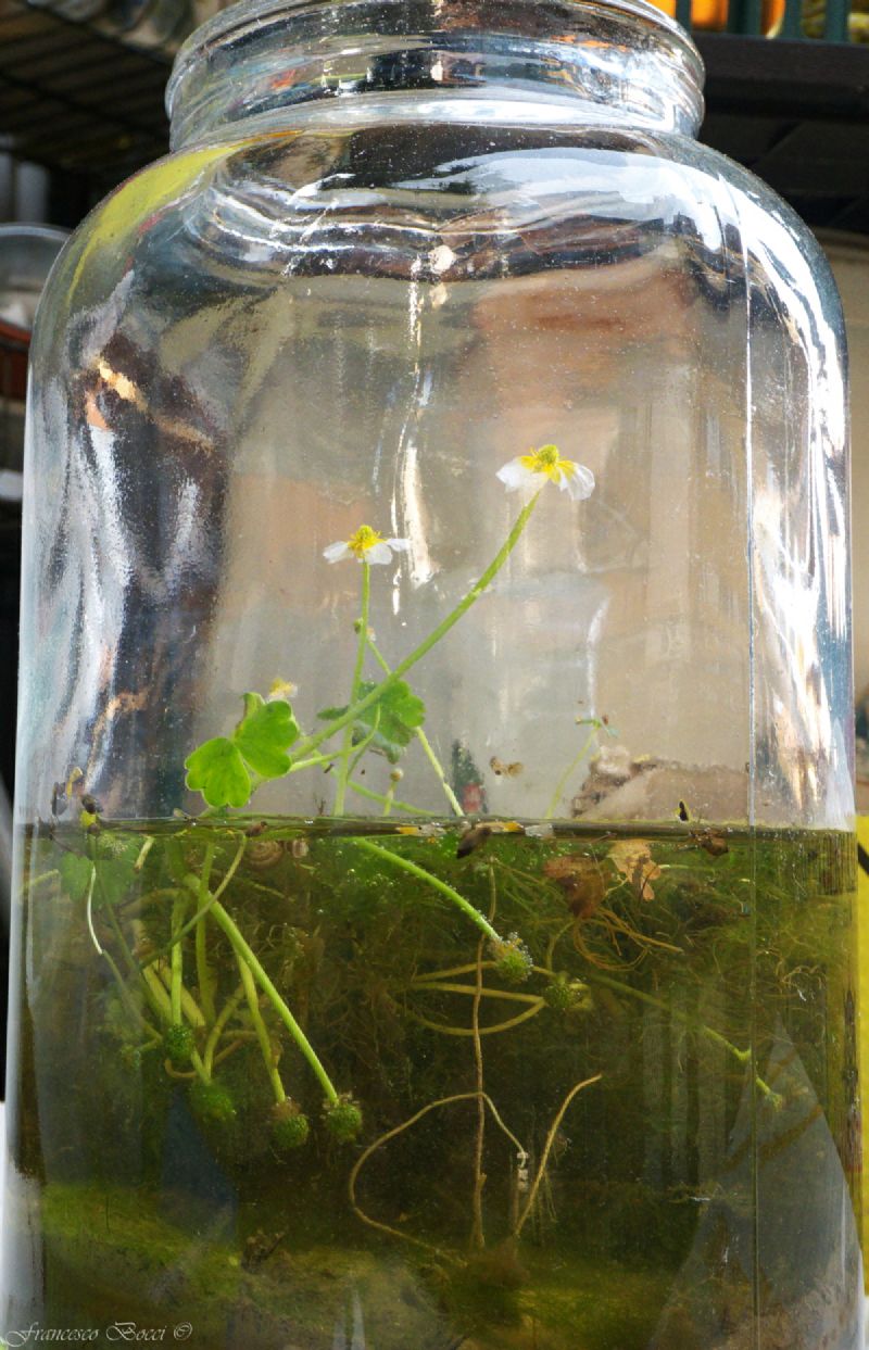 Ranunculus (subgen. Batrachyum) sp.