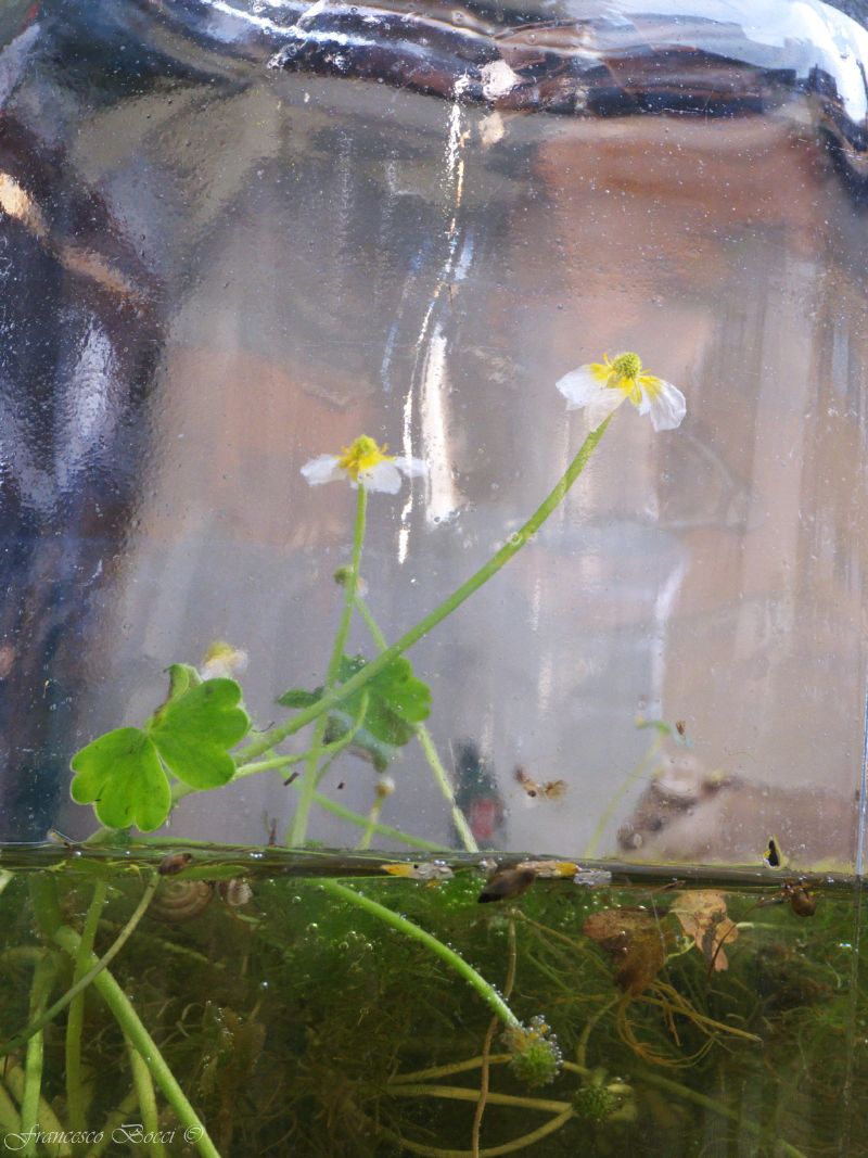 Ranunculus (subgen. Batrachyum) sp.